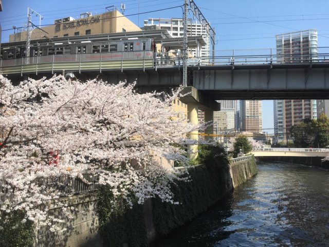 Cherry blossoms are in full bloom in Tokyo!